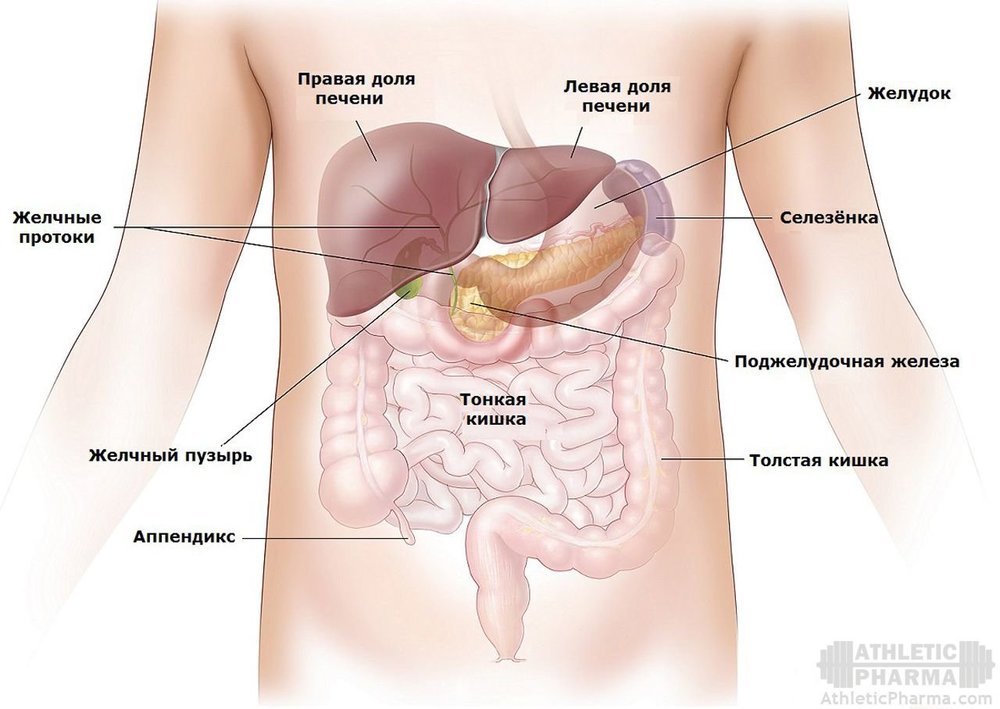 Печень в человеческом теле